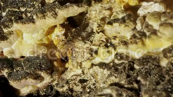 一种小的透明虾生活在古巴的一种动物中视频的预览图
