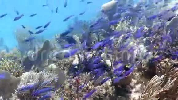 漂浮在珊瑚礁上的蓝鱼群视频的预览图