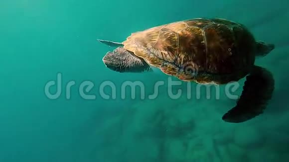 一只绿色的大乌龟在水下海洋动物游泳到水底美丽的水自然视频的预览图