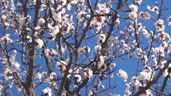 春天的花园盛开的杏树和蜜蜂视频的预览图