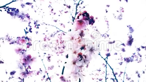日本花园电影中盛开的樱花视频的预览图