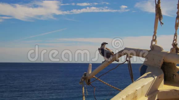 海鸟鱼鹰坐在船头的桅杆上背景是红海视频的预览图