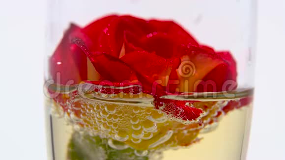 红玫瑰的花蕾躺在一杯香槟里白色背景关门视频的预览图