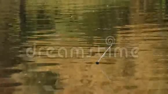 钓鱼漂浮在池塘的水面上视频的预览图