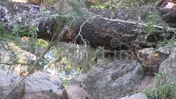 西伊萨卡溪倒映森林的水视频的预览图