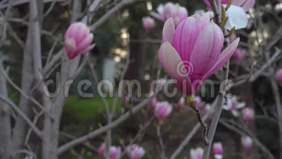 粉红玉兰在早晨的日本花园视频的预览图