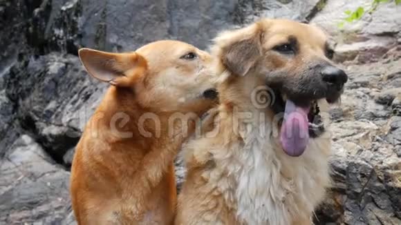 泰国瀑布附近另一只快乐狗的狗咬和清洁毛皮高清慢速运动视频的预览图