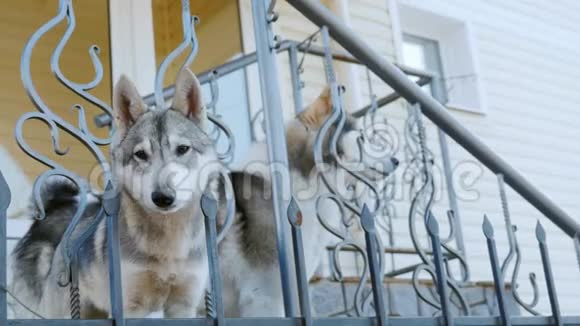两只像莱卡这样的狗在房子的门廊上等着他们的主人奉献和友谊视频的预览图