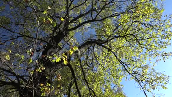 秋天的橡树映衬着蓝天视频的预览图