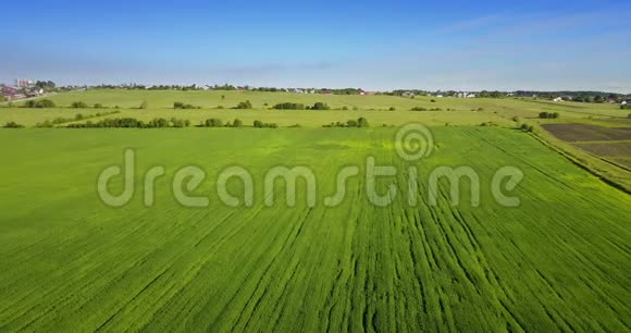在阳光明媚的日子里空中无人机在天空的背景下用美丽的云彩在绿色的大麦田上射击视频的预览图