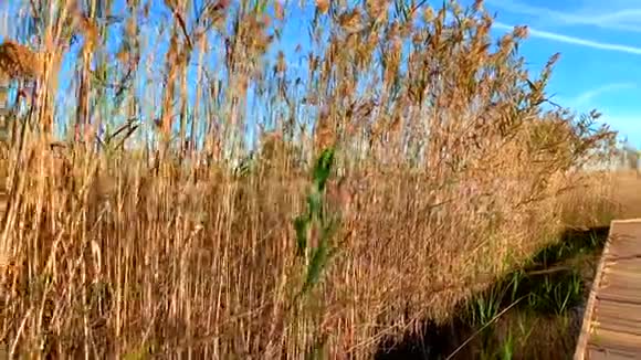 在Pego和Oliva的湿地自然公园LaMarjal的一个鸟类观测站的木径视频的预览图