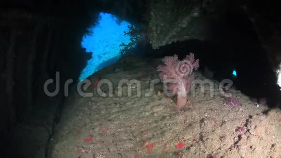 摄影师潜水员在深海海底沉船中游泳视频的预览图