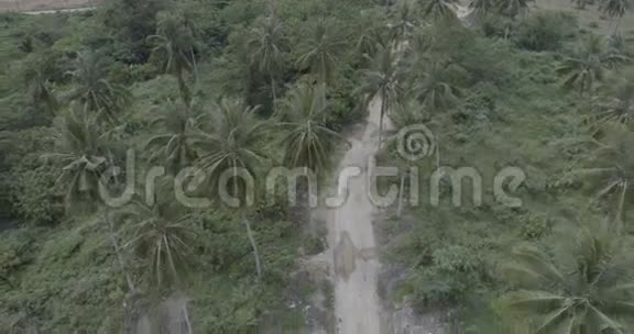 棕榈树碎石路视频的预览图