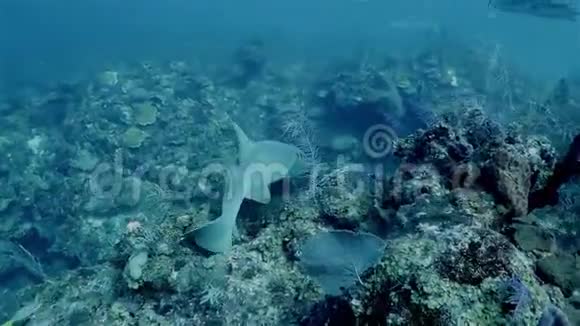 加勒比海护士鲨鱼漂浮在深海中视频的预览图