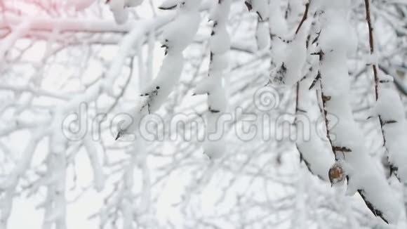 美丽的冬天阳光下树枝上的雪视频的预览图