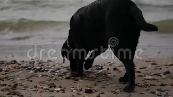 一只善良的黑狗摇着尾巴沿着靠近水面的沙滩奔跑嗅着寻找着什么4k3840x2160视频的预览图