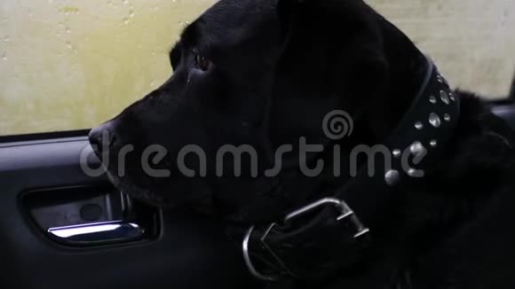 一只悲伤的大狗坐在后座上望着窗外舔着自己4k3840x2160高清视频的预览图