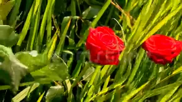 绿米田红玫瑰近景视频的预览图