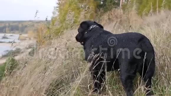 一只大黑狗站在高高的草地上眺望秋天的风景慢速运动高清1920x1080视频的预览图