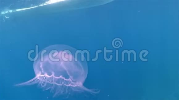 加勒比海上的一只大水母视频的预览图