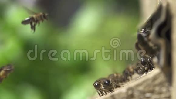 蜜蜂在蜂巢里进出视频的预览图