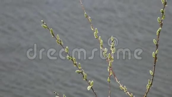 河岸上的柳树视频的预览图