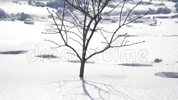 冬天的脚印在雪的阳光下年轻干燥的树枝干燥的自然景观寒冷视频的预览图