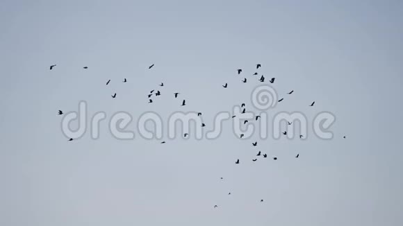 鸟儿在天空中盘旋一群鸽子鸟群在天空飞翔视频的预览图