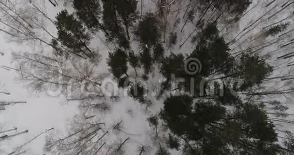 冬季森林俯瞰图视频的预览图