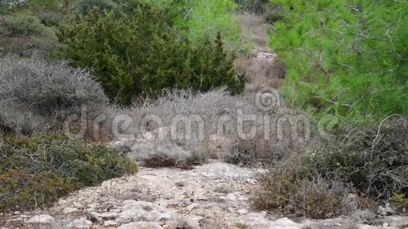 塞浦路斯岛的性质松树和石头土地视频的预览图