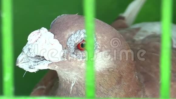在捷克展出的鸽子龙套培育邮政鸽子视频的预览图