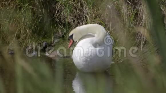 天鹅在池塘边在前景模糊的草地上视频的预览图