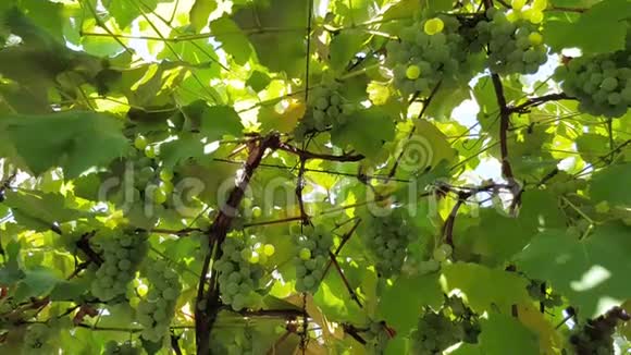 绿葡萄生长在灌木上视频的预览图