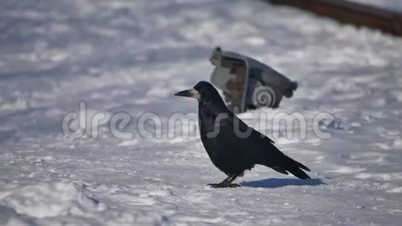 野黑乌鸦坐在雪地上黑乌鸦坐在雪地上冬天在户外视频的预览图