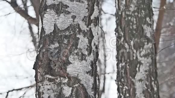 树桦树冬天特写俄罗斯大自然户外的景观传统视频的预览图