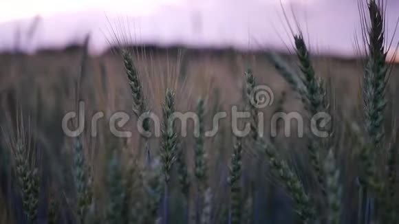 美丽的女孩穿着裙子走过田野在日落时摸着麦穗视频的预览图