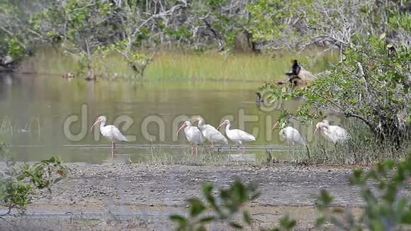 一群白伊比斯尤多西姆斯阿不都站在古巴萨帕塔的沼泽里视频的预览图