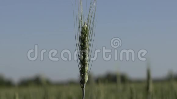 合上小麦小穗和手臂视频的预览图
