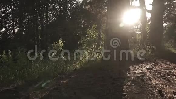 布鲁内特女孩离开相机在日落针叶林放大慢镜头漂白的颜色视频的预览图