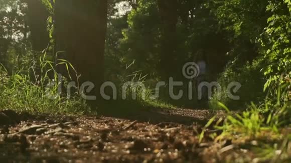 布鲁内特女孩走向相机在日落针叶林静止慢动作中弹视频的预览图