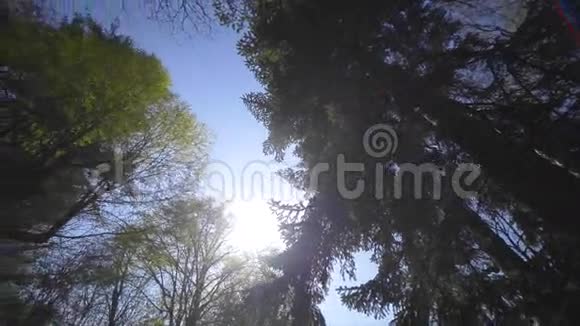 树冠覆盖天空视频的预览图