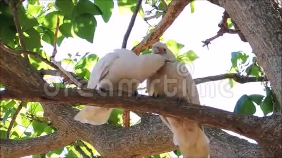 一对塔尼姆巴科里拉鸡鸟与浪漫的时刻在树上布赖顿勒桑斯公园悉尼澳大利亚视频的预览图