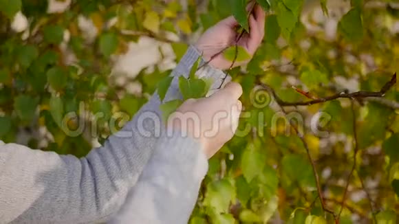 女孩从一片桦树叶子上流泪视频的预览图