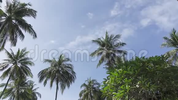 在热带度假胜地棕榈树的顶部下方以蓝蓝天空为背景的全景视频的预览图