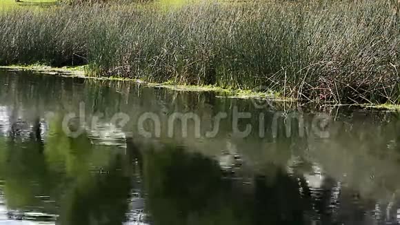 鸟儿在池塘边的绿色芦苇周围飞翔视频的预览图