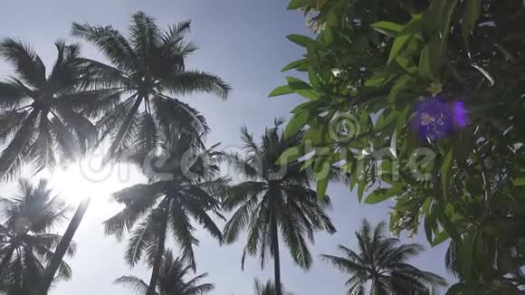 在热带度假胜地棕榈树的顶部下方以蓝蓝天空为背景的全景视频的预览图