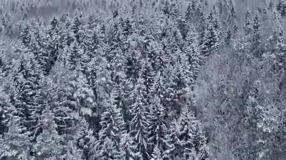 在北方降雪的冬季森林上空飞行和起飞空中全景视频的预览图