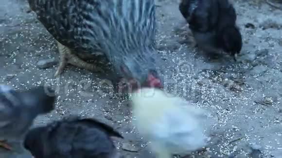小鸡在家禽中啄食谷物有鸡的母鸡家养禽鸟视频的预览图