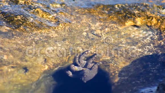 海滩上的螃蟹视频的预览图