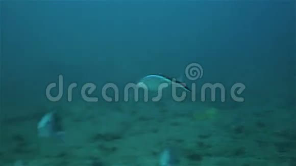 潜水员喂养牛鲨视频的预览图